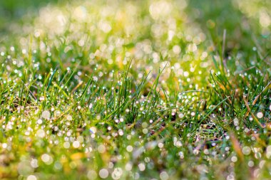 Taze, kalın otlara yakın. 