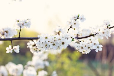 Bir dalda kiraz çiçekleri