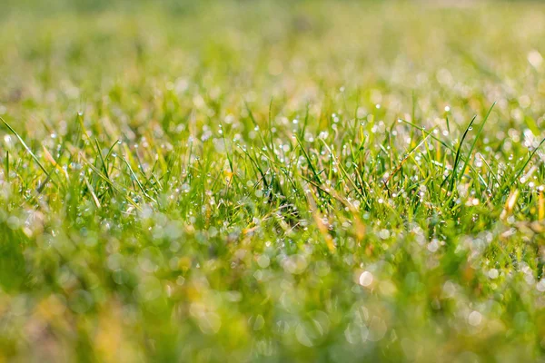 Primer plano de hierba fresca y espesa —  Fotos de Stock