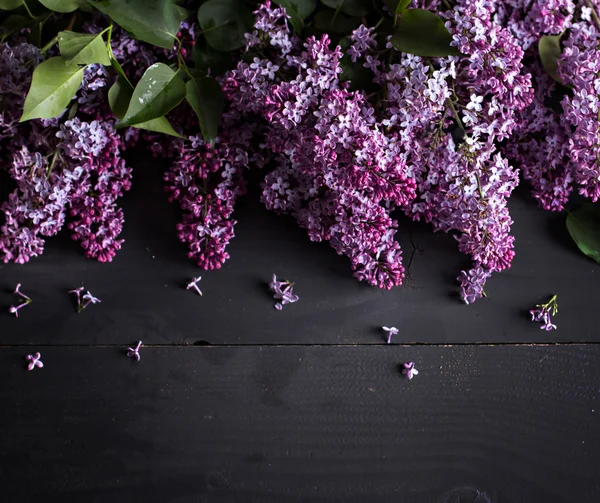 Lilac tak op een zwarte achtergrond. — Stockfoto