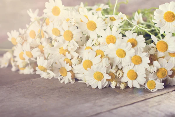 Chamomile, daisies bouquet — Stock Photo, Image