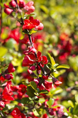 Ormangülü yapılmış bir yoğundur