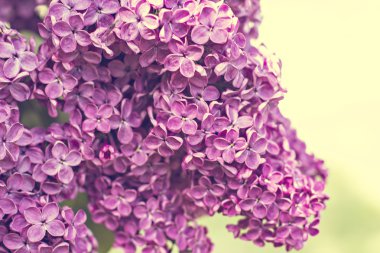 Bahar leylak çiçekleri