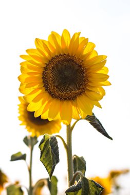 Çiçekli bir tarlada ayçiçeği.