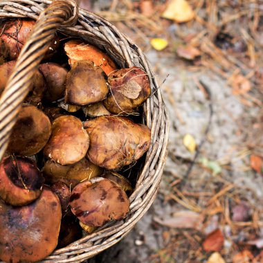 Ormanda yabani mantarlı sepet