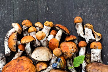 Beyaz orman mantarları bir kütüğün üzerinde yatıyor. Sonbahar sakin hayat