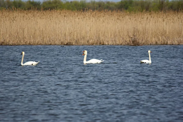 stock image A flock of swans swims in the lake. swimming white swans