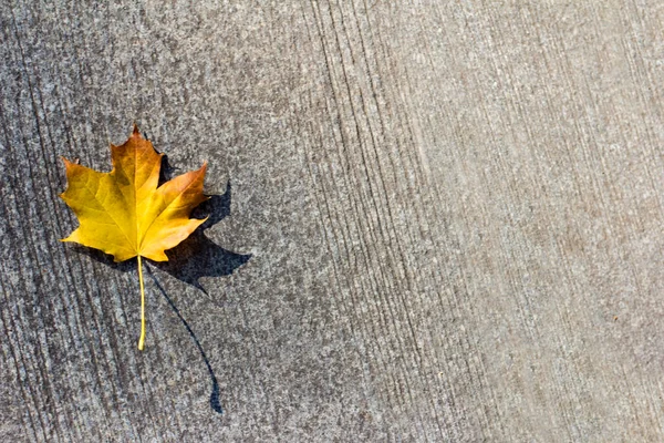 Outono Caído Deixa Uma Telha Pedra Estrada Folhas Amarelas — Fotografia de Stock