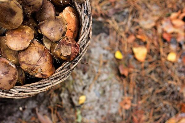 Basket with mushrooms in the forest — Stock Photo, Image