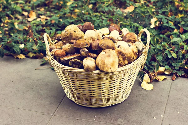 Koszyk z grzybami w lesie — Zdjęcie stockowe