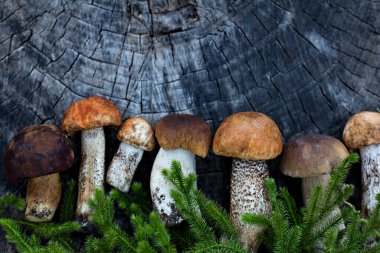 Beyaz orman mantarları bir kütüğün üzerinde yatıyor. Sonbahar sakin hayat