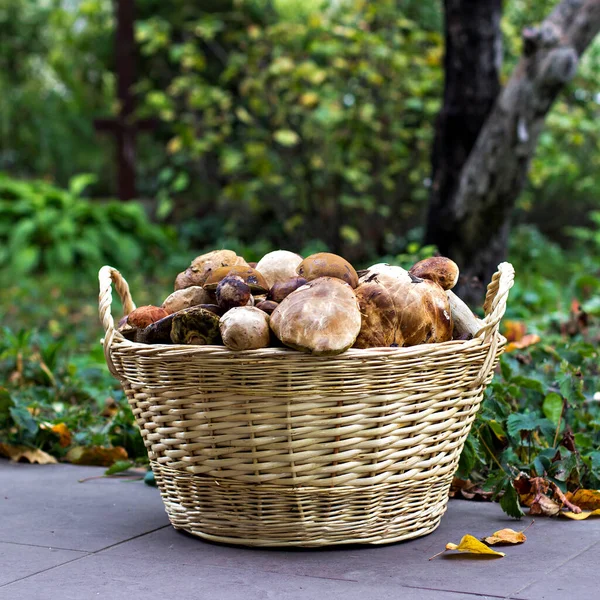 Basket Wild Mushrooms Forest — Stock Photo, Image