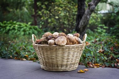 Ormanda mantarlı sepet