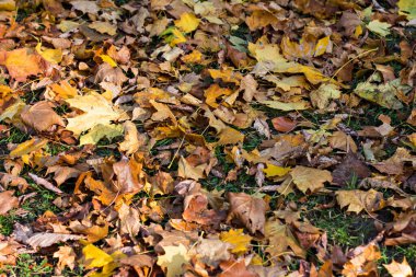 Çimlere düşen sonbahar yaprakları.