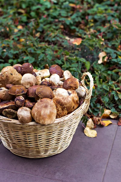 Korb mit Pilzen im Wald — Stockfoto