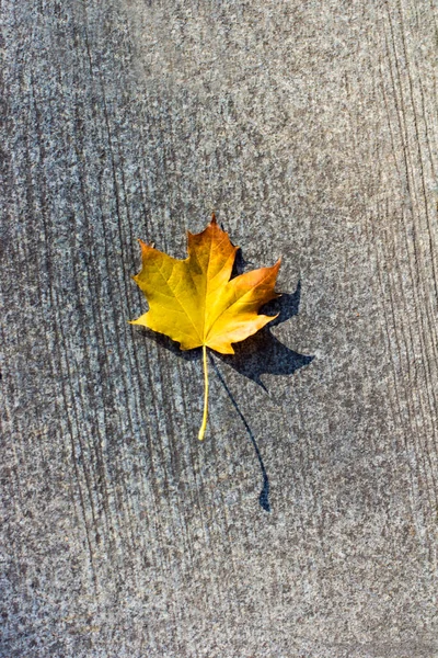 Fallen autumn leaves on a stone tile on the road. — Stock Photo, Image