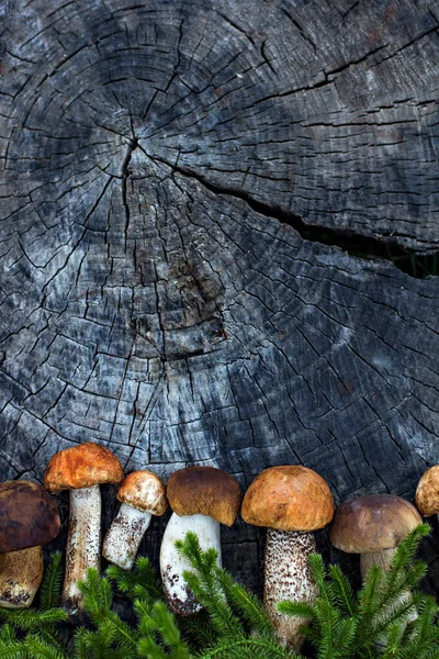 Weiße Waldpilze liegen auf einem Baumstumpf. — Stockfoto