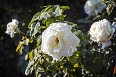 Bahçe beyaz gülü. Bahçedeki güller, güzel güneşli bir günde güller güzeldir..