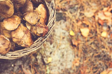 Ormanda yabani mantarlı sepet