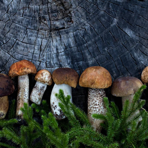 Weiße Waldpilze Liegen Auf Einem Baumstumpf Herbststilleben — Stockfoto