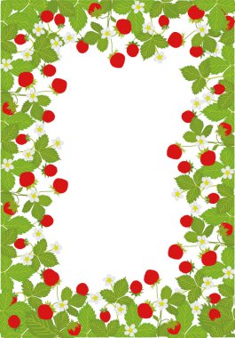 Çerçeveli çilek, yabani çilek. Vektör çizimi. Meyve suyu, çay, böğürtlen dolu fırın, çiftçi pazarı, bakkal, sağlık ürünleri için arka plan tasarımı. 