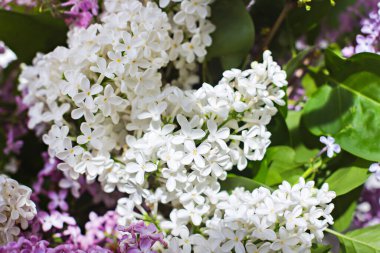 Penceresinde bir buket leylak olan vazo. Beyaz ve pembe leylak yakın plan. Güneş ışığının altında pencerenin üzerinde bir buket çiçek. Leylak buketi. 