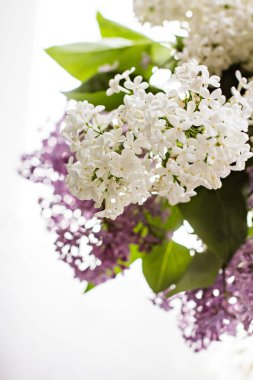 Penceresinde bir buket leylak olan vazo. Beyaz ve pembe leylak yakın plan. Güneş ışığının altında pencerenin üzerinde bir buket çiçek. Leylak buketi. 