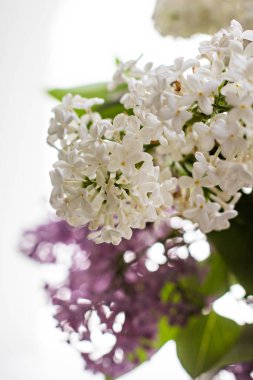 Penceresinde bir buket leylak olan vazo. Beyaz ve pembe leylak yakın plan. Güneş ışığının altında pencerenin üzerinde bir buket çiçek. Leylak buketi. 