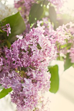 Penceresinde bir buket leylak olan vazo. Beyaz ve pembe leylak yakın plan. Güneş ışığının altında pencerenin üzerinde bir buket çiçek. Leylak buketi. 