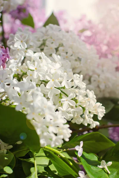 Vase Bouquet Lilacs Window White Pink Lilac Close Bouquet Flowers — Stock Photo, Image