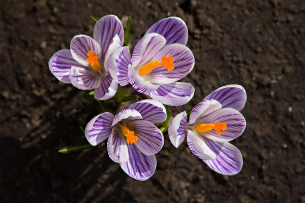 Crocus blomma växer ur garound — Stock fotografie