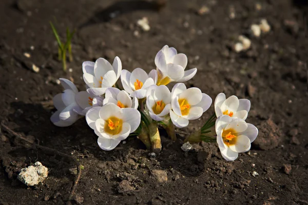 Crocus blomma växer ur garound — Stock fotografie