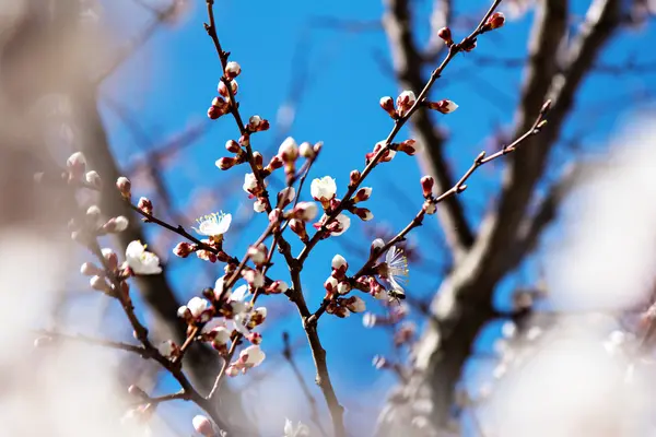 Albaricoque florece en una rama en el sol contra el cielo azul — Foto de Stock