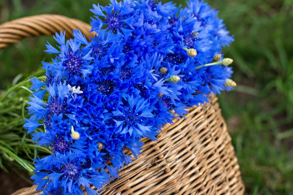 Букет васильковых цветов — стоковое фото