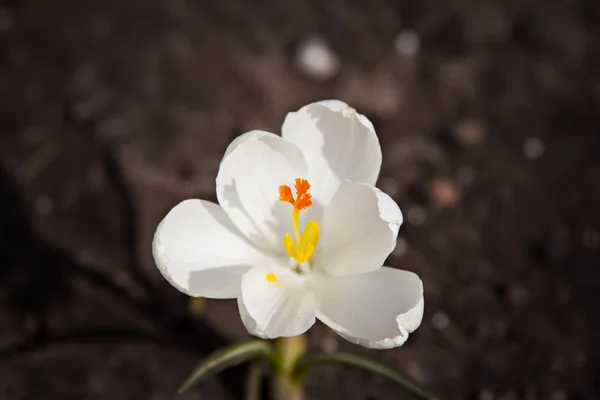 Fleur de crocus poussant hors de la garniture — Photo