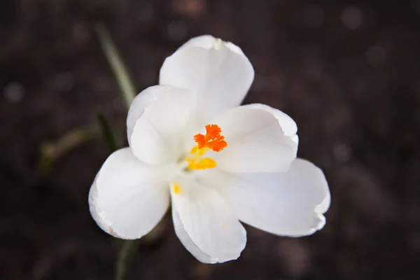 Flor de crocus crescendo fora do garound — Fotografia de Stock