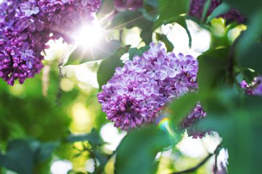 Bahar leylağı çiçekli yeşil dal