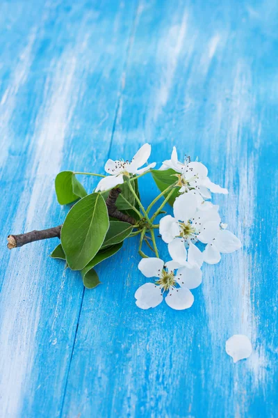 The sprigs of flowering apple-tree — Stock Photo, Image