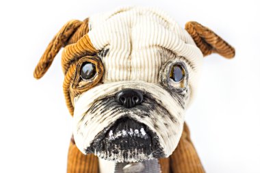 Yumuşak oyuncak - bir köpek, bir İngilizce bulldog. izole