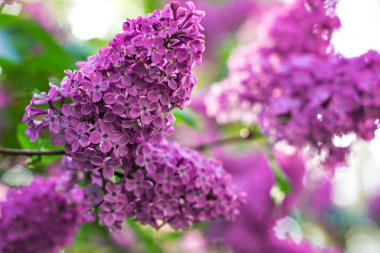 Yumuşak oyuncak - bunny eski bir ağaçta oturuyor.