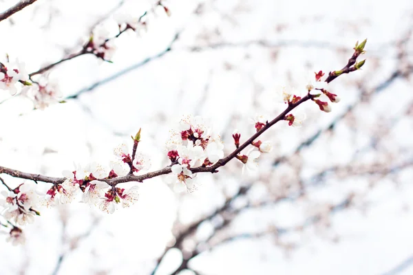Sárgabarack fa virágok. Fehér virágok tavasszal egy fa ága. Sárgabarack fa virágzik. Tavasz, évszak, az év. Sárgabarack fa fehér virágok — Stock Fotó