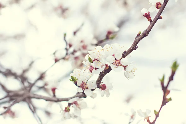 Sárgabarack fa virágok. Fehér virágok tavasszal egy fa ága. Sárgabarack fa virágzik. Tavasz, évszak, az év. Sárgabarack fa fehér virágok — Stock Fotó