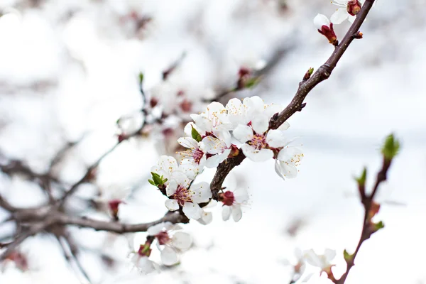 Apricot tree flowers. Spring white flowers on a tree branch. Apricot tree in bloom. Spring, seasons, time of year. White flowers of apricot tree