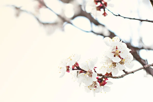 Apricot tree flowers. Spring white flowers on a tree branch. Apricot tree in bloom. Spring, seasons, time of year. White flowers of apricot tree — Stock Photo, Image