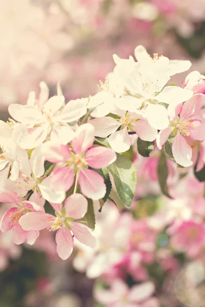 Cherry tree flowers. Spring pink flowers on a tree branch. cherry tree in bloom. Spring, seasons, time of year. Spring cherry blossoms — Stock Photo, Image