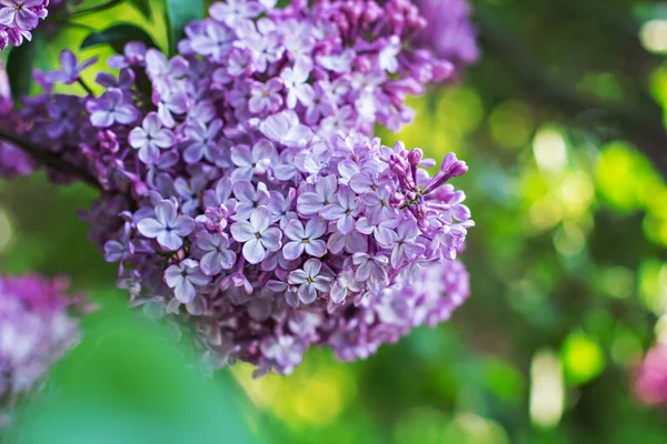 Green branch with spring lilac flowers — Stock Photo, Image