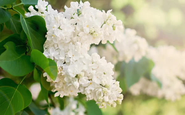 Green branch with spring lilac flowers. Toned photo. — Stock Photo, Image