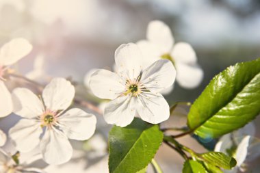 Güneş altında bir bahçede dal kiraz çiçekleri