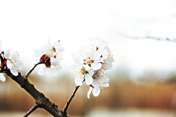 Sárgabarack fa virágok — Stock Fotó