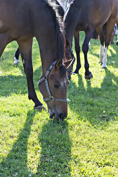 Braunes Pferd frisst Gras auf dem Feld — Stockfoto